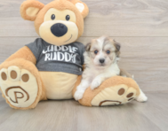 5 week old Havachon Puppy For Sale - Lone Star Pups