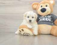 5 week old Havachon Puppy For Sale - Lone Star Pups