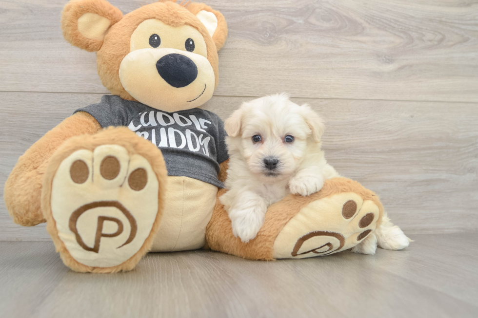 Friendly Havachon Baby