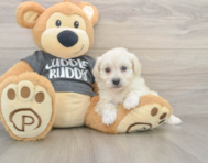 5 week old Havachon Puppy For Sale - Lone Star Pups