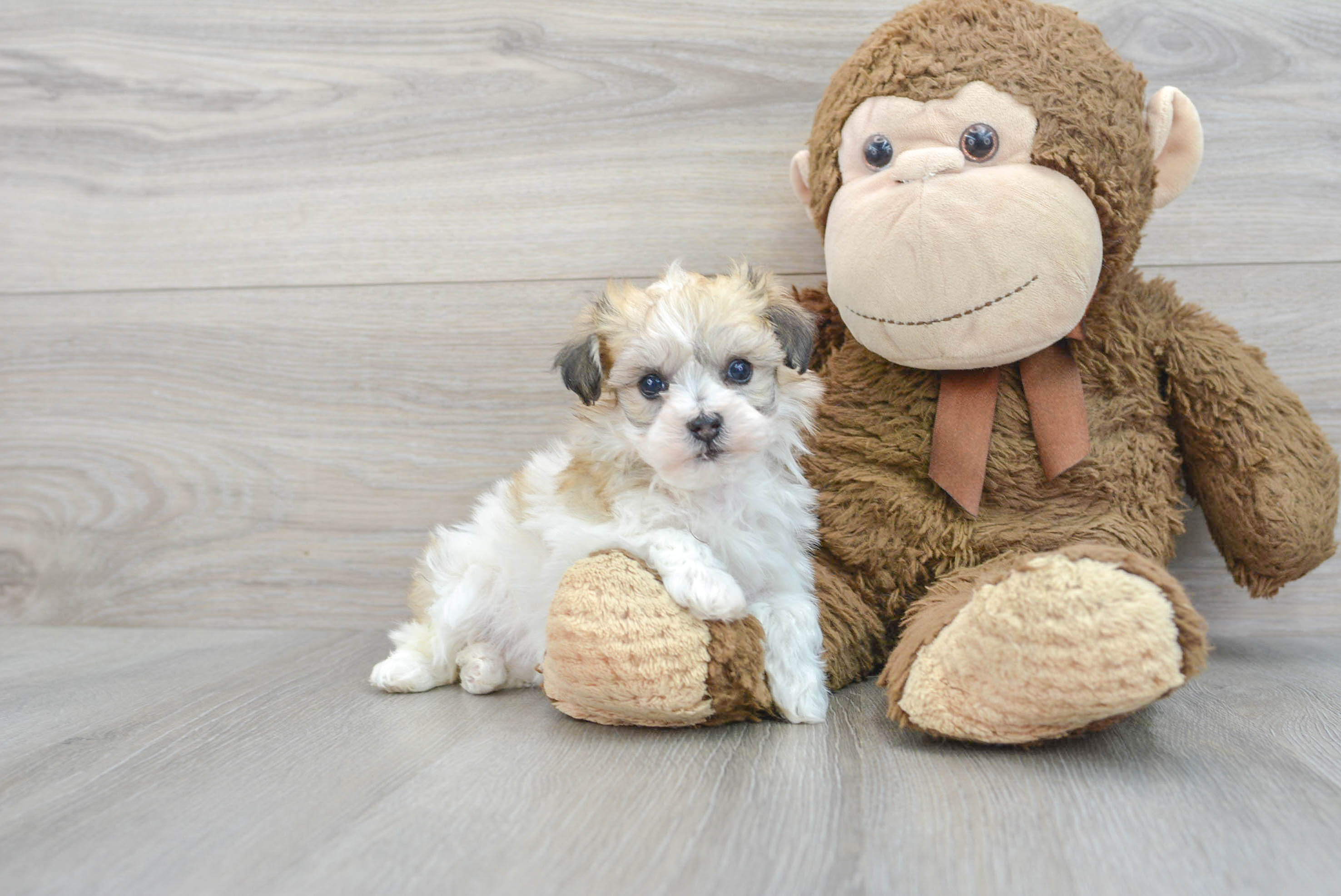 Adorable Havanese Designer Puppy