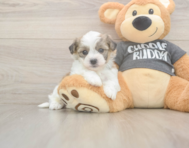 5 week old Havachon Puppy For Sale - Lone Star Pups
