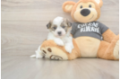 Adorable Havashon Designer Puppy
