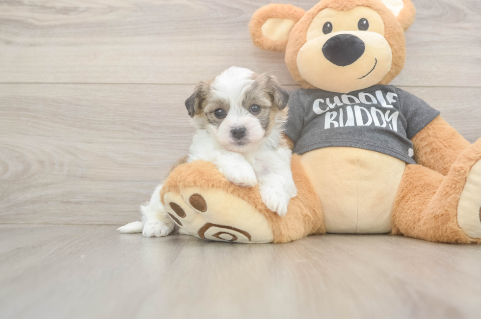 5 week old Havachon Puppy For Sale - Lone Star Pups