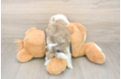 Fluffy Havachon Designer Pup