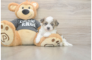 Havachon Puppy for Adoption