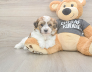 5 week old Havachon Puppy For Sale - Lone Star Pups