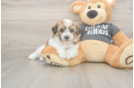 Popular Havachon Designer Pup