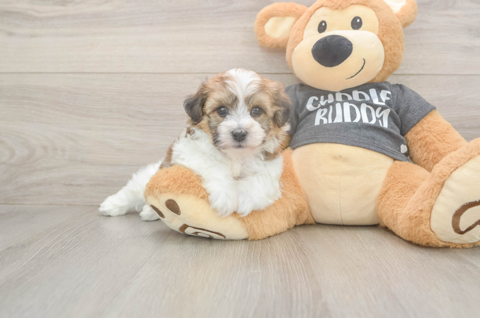 5 week old Havachon Puppy For Sale - Lone Star Pups