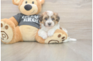 Hypoallergenic Havashon Designer Puppy