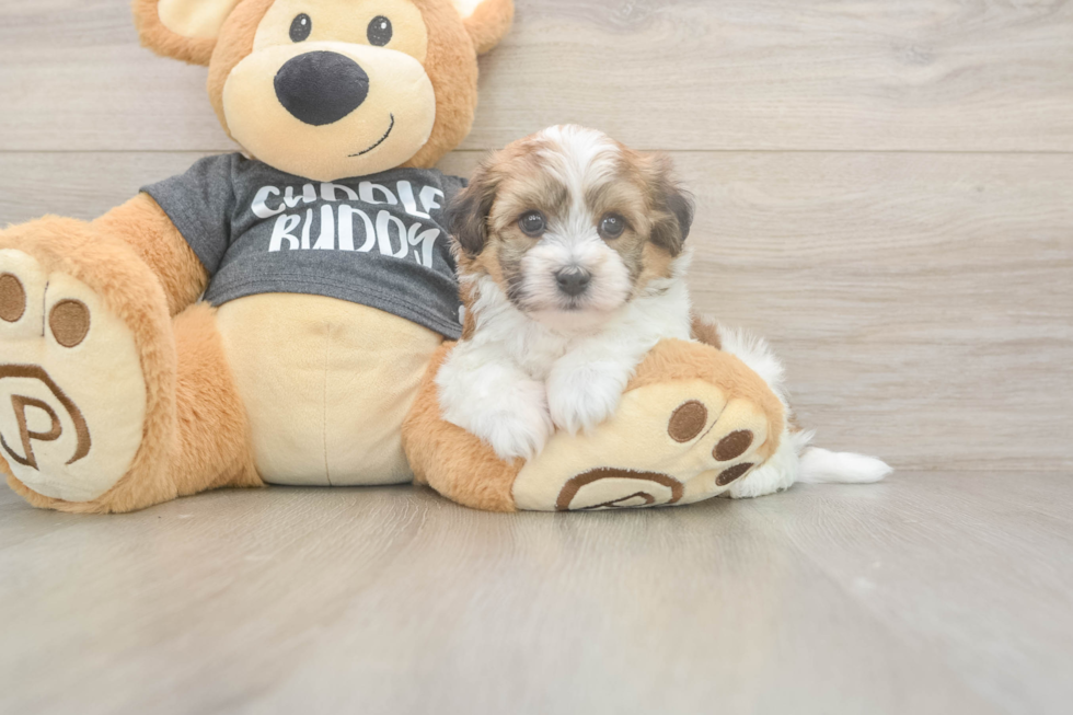 Hypoallergenic Havashon Designer Puppy