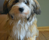 Havanese Puppies For Sale Lone Star Pups