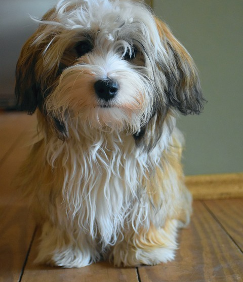 Havanese Puppies For Sale - Lone Star Pups