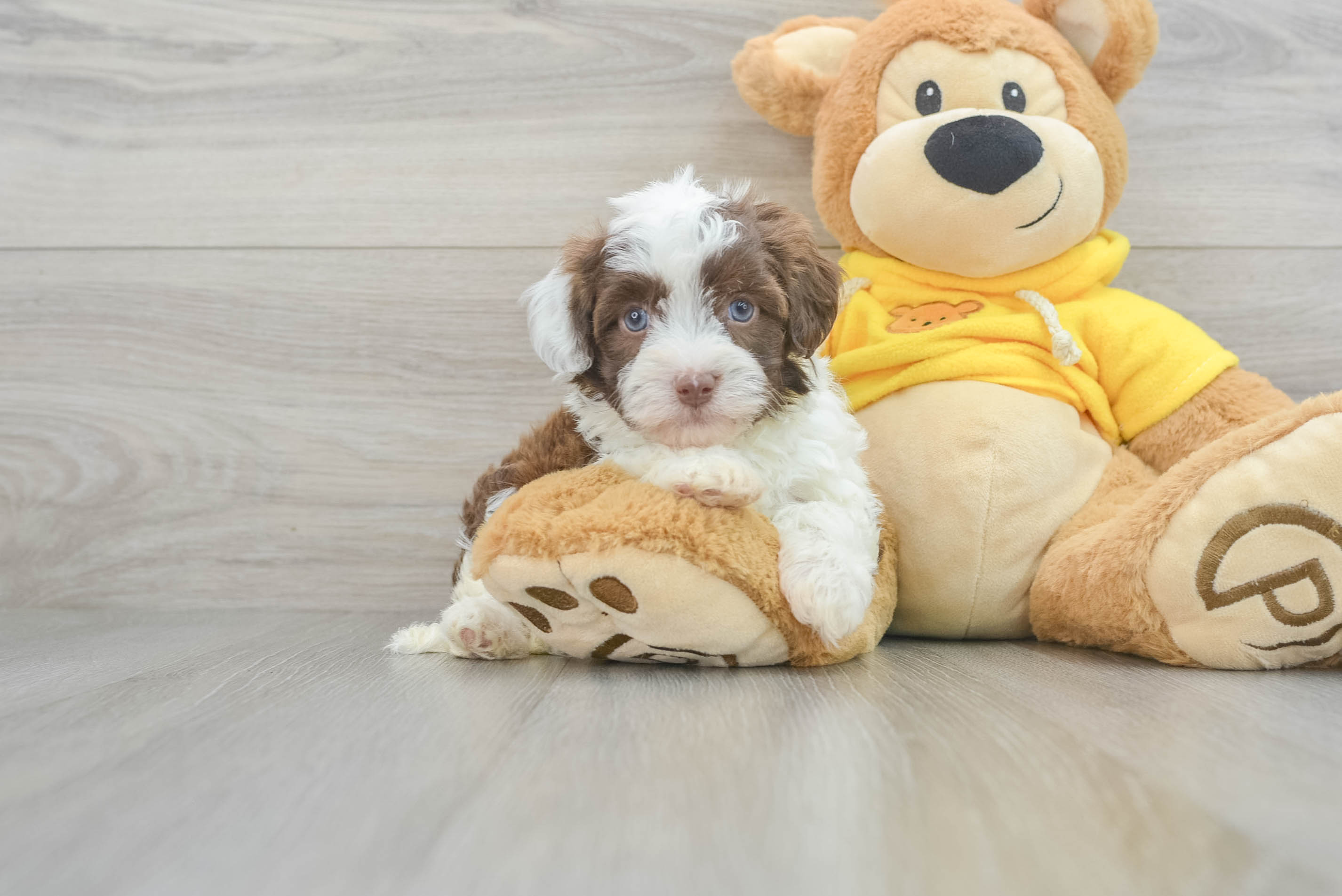 Best Havanese Baby