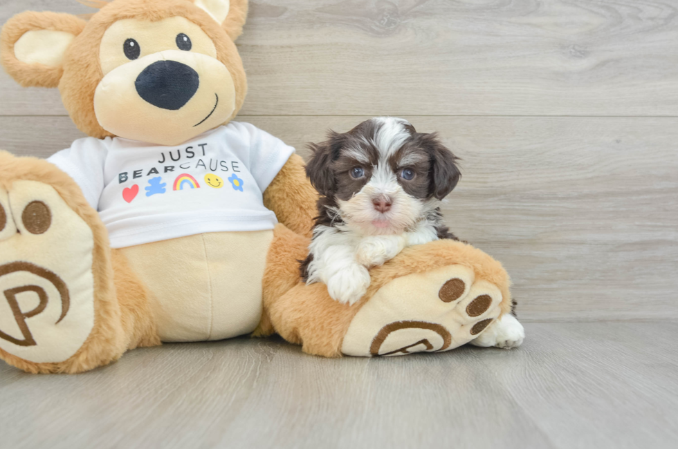 6 week old Havanese Puppy For Sale - Lone Star Pups