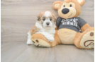 Havanese Puppy for Adoption