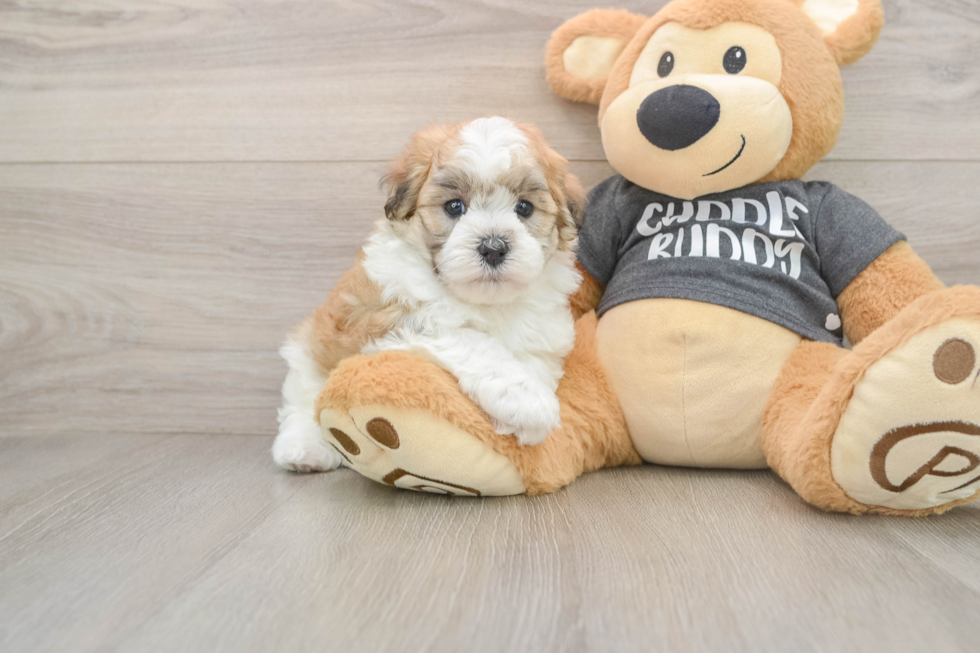 Havanese Puppy for Adoption