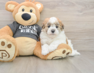 5 week old Havanese Puppy For Sale - Lone Star Pups