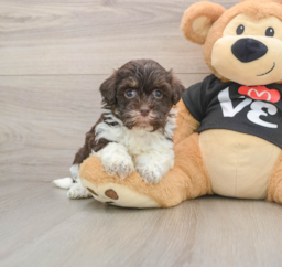 5 week old Havanese Puppy For Sale - Lone Star Pups