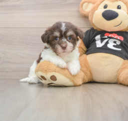 5 week old Havanese Puppy For Sale - Lone Star Pups