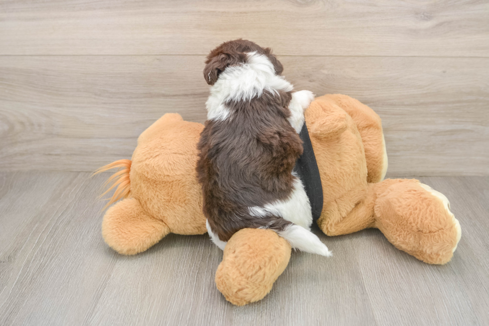 Havanese Pup Being Cute