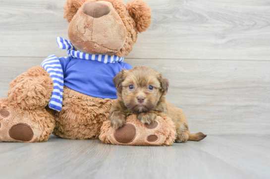 Small Havanese Baby
