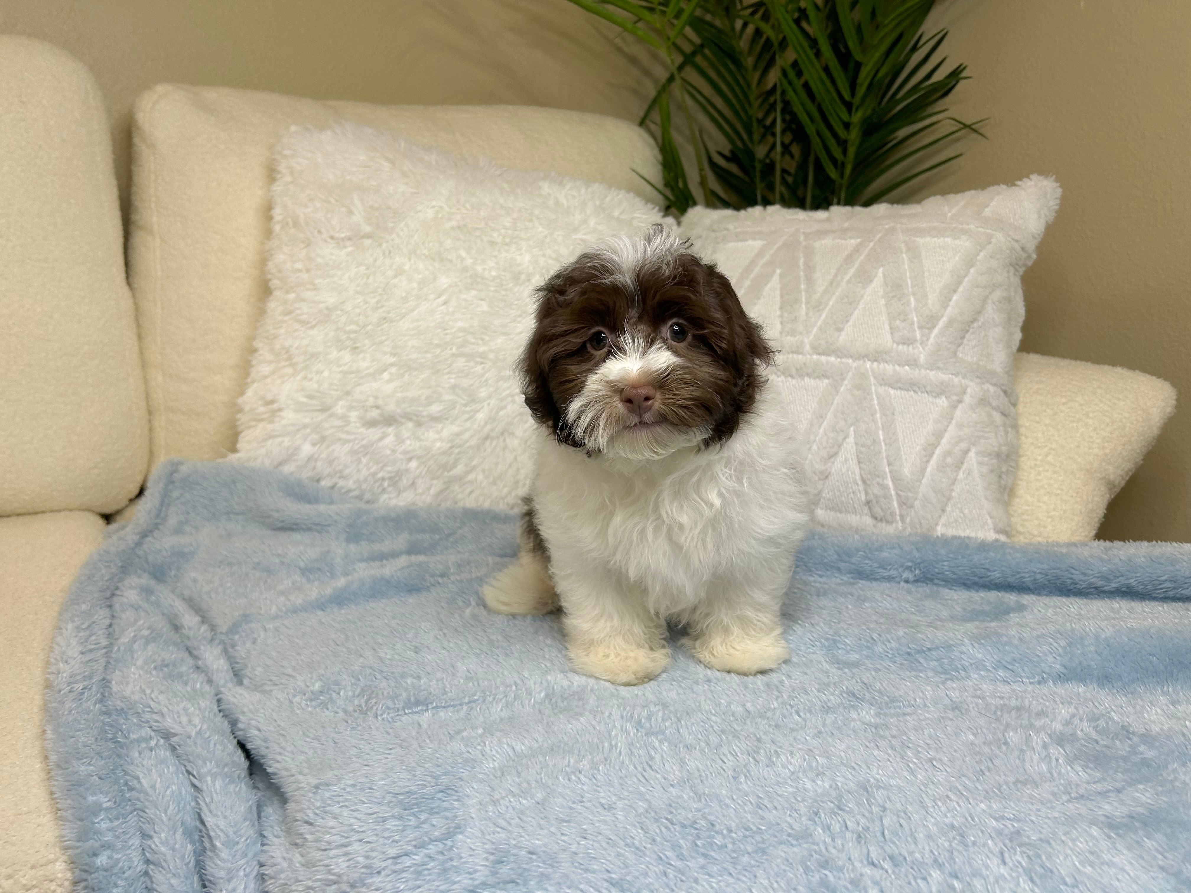 Cute Havanese Purebred Puppy