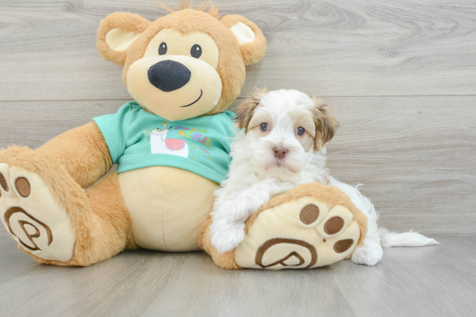 Havanese Pup Being Cute