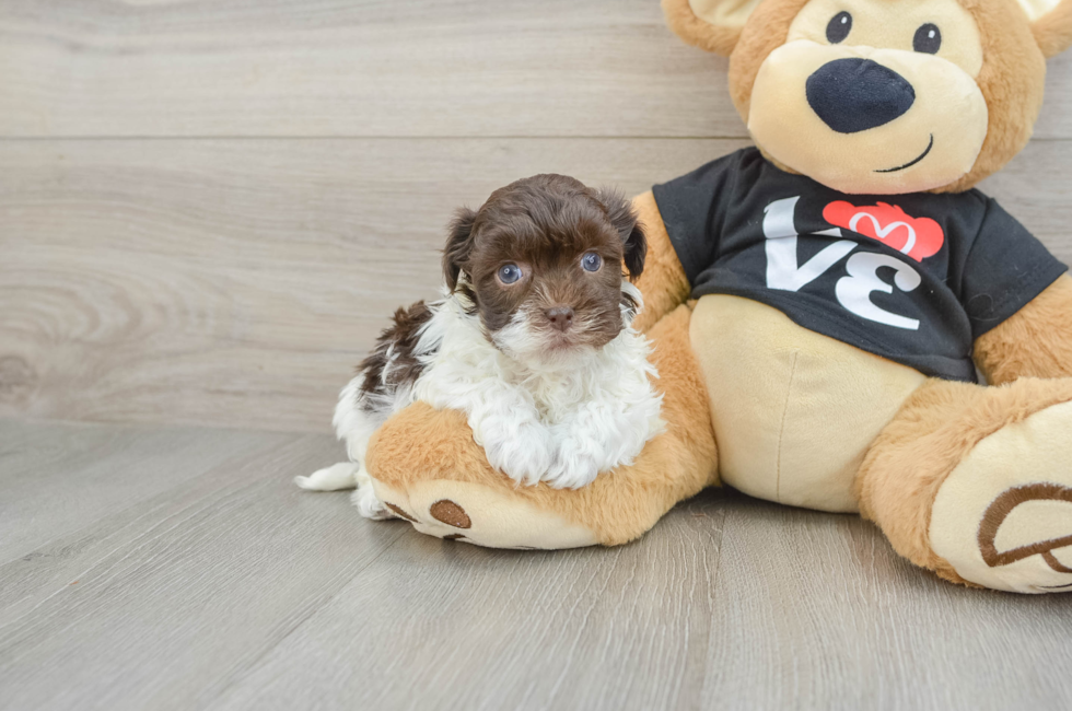 10 week old Havanese Puppy For Sale - Lone Star Pups