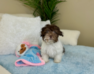 11 week old Havanese Puppy For Sale - Lone Star Pups