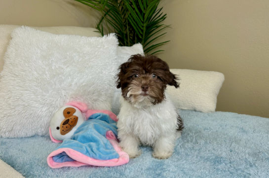 Cute Havanese Purebred Pup