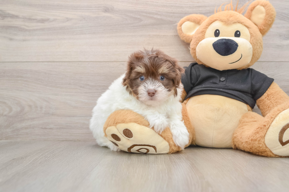 Havanese Pup Being Cute