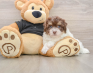 7 week old Havanese Puppy For Sale - Lone Star Pups