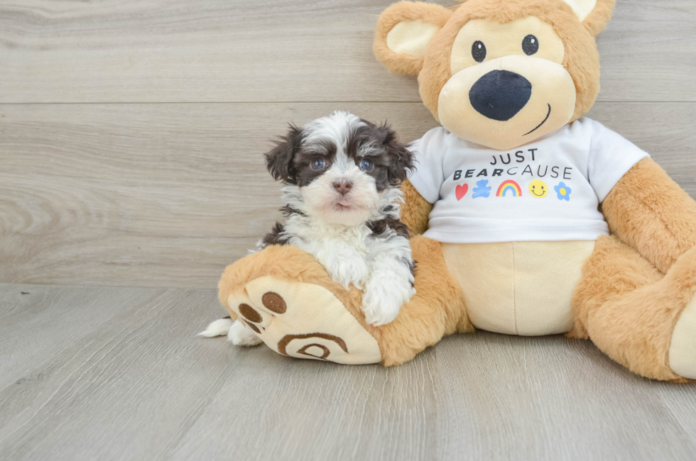 6 week old Havanese Puppy For Sale - Lone Star Pups