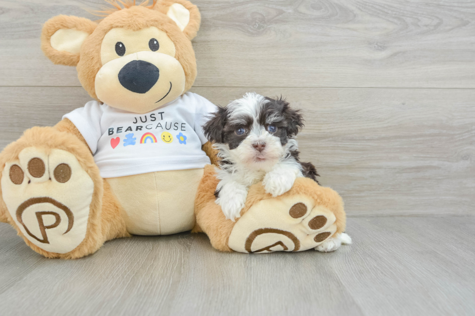 Havanese Pup Being Cute