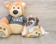5 week old Havanese Puppy For Sale - Lone Star Pups