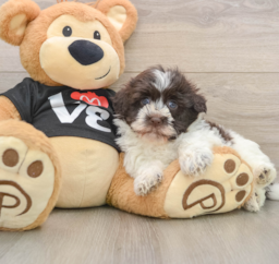 5 week old Havanese Puppy For Sale - Lone Star Pups