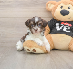 6 week old Havanese Puppy For Sale - Lone Star Pups