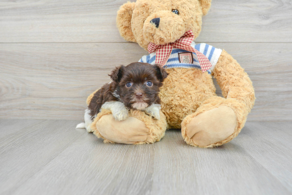 Best Havanese Baby