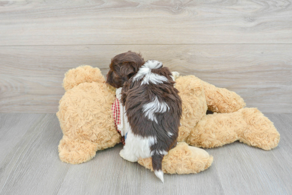 Friendly Havanese Baby