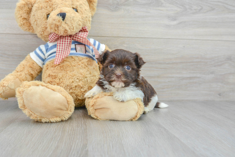 Havanese Puppy for Adoption