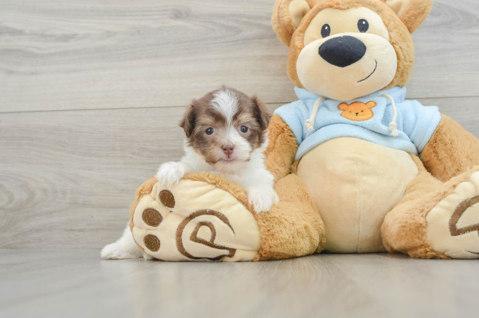 6 week old Havanese Puppy For Sale - Lone Star Pups