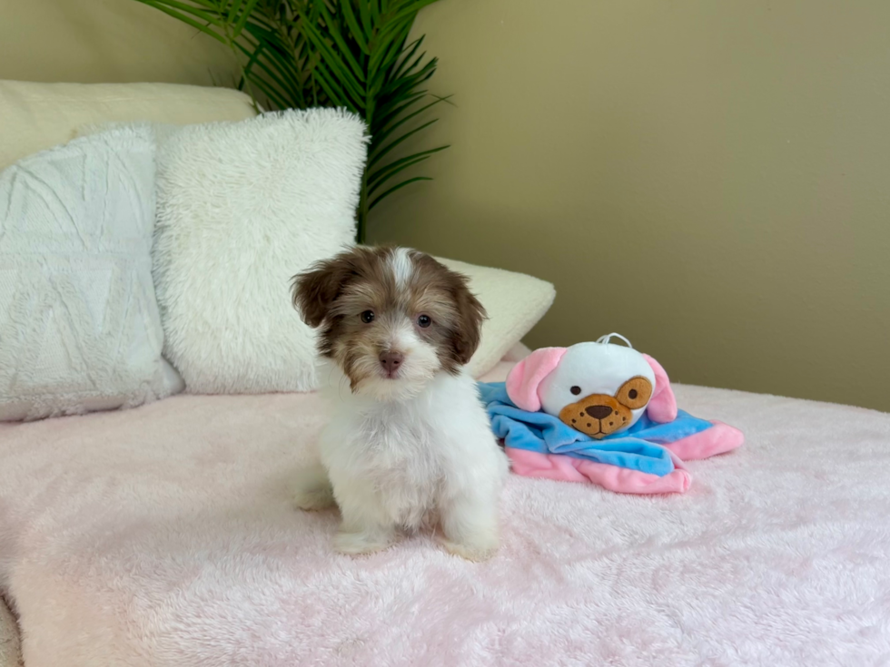 Cute Havanese Baby