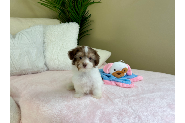 Havanese Pup Being Cute