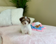 11 week old Havanese Puppy For Sale - Lone Star Pups