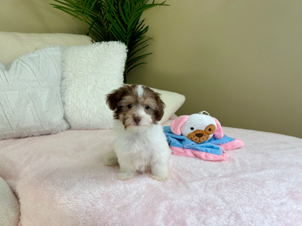 Havanese Pup Being Cute