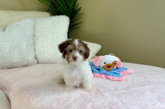 Havanese Pup Being Cute