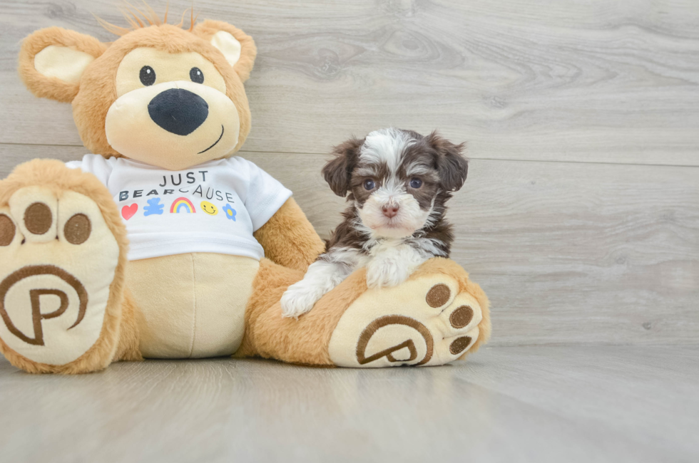 6 week old Havanese Puppy For Sale - Lone Star Pups