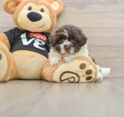 5 week old Havanese Puppy For Sale - Lone Star Pups