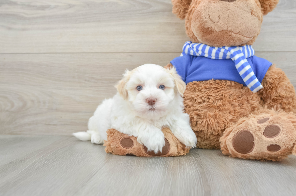 6 week old Havanese Puppy For Sale - Lone Star Pups